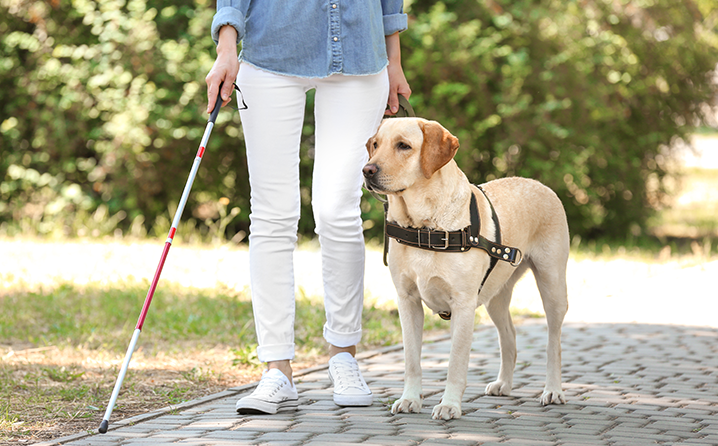 Cães de trabalho: conheça as 5 principais profissões desses animais.