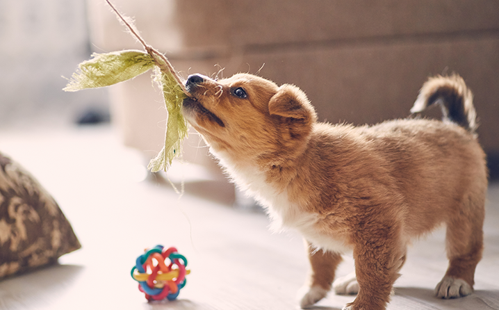 Brinquedos para enriquecimento ambiental canino!