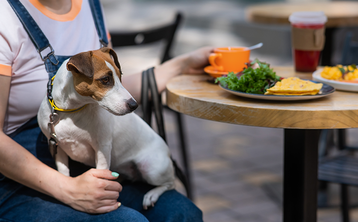 Como tornar seu estabelecimento Pet Friendly e receber mais clientes