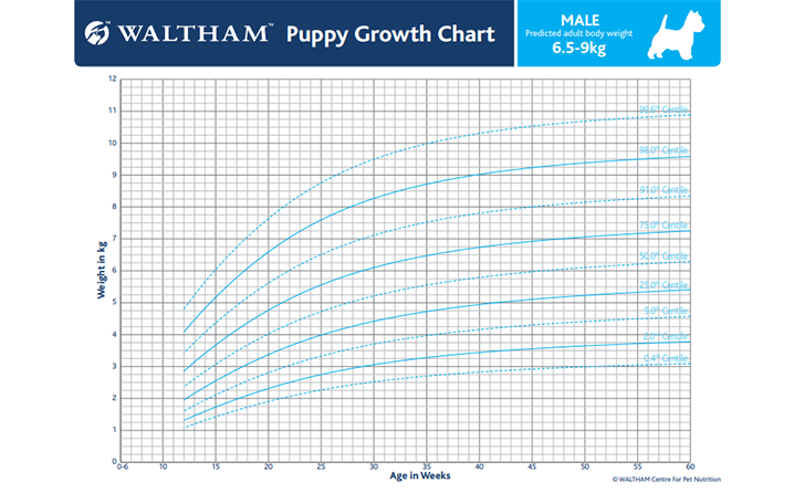 Gráfico de crescimento do filhote Dante, Bobtail, Masculino