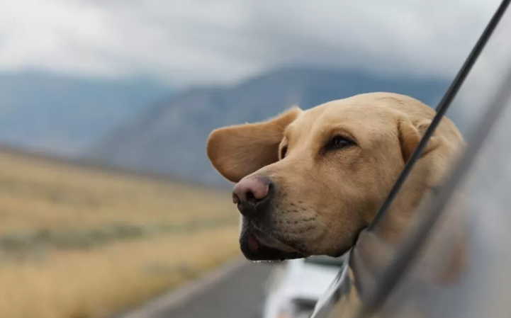 E se o que for melhor para o seu pet também for o melhor para o mundo?