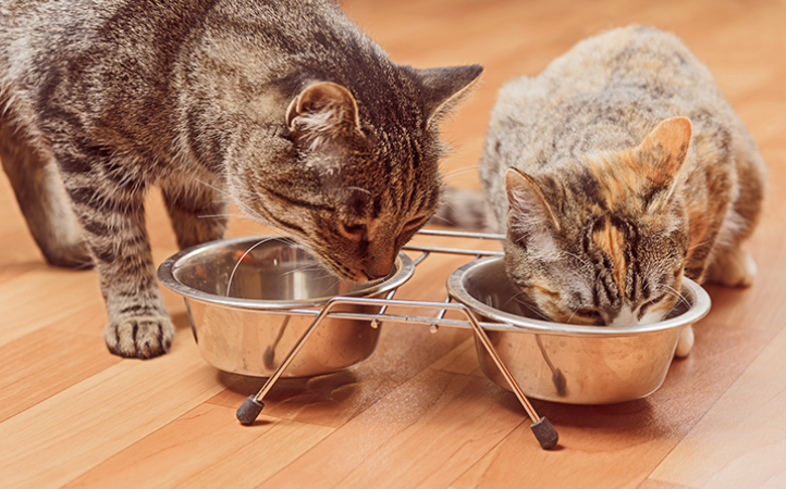 5-duvidas-sobre-a-alimentacao-de-gatos-adultos-e-gatos-castrados