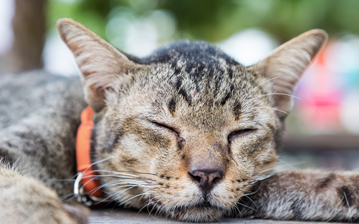 a-nutricao-para-gatos-seniores-e-seus-diferenciais