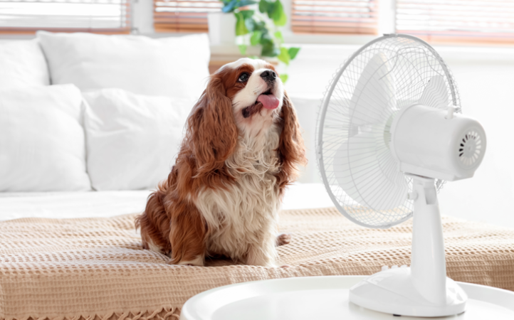 calor-e-bem-estar-animal-o-que-voce-precisa-saber