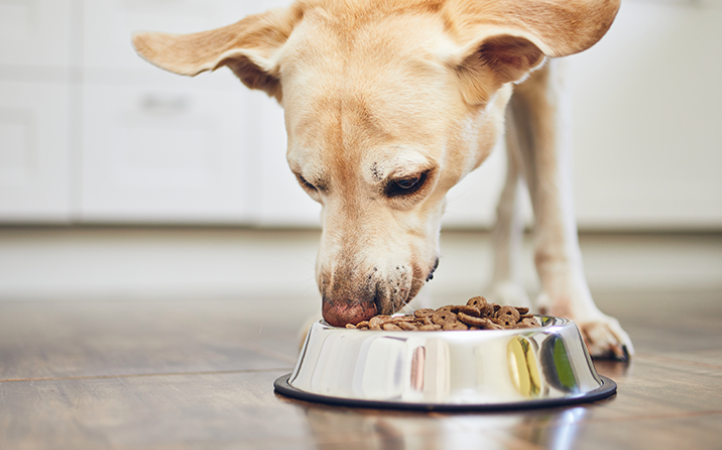 carboidratos-em-alimentos-para-pets-saiba-mais-sobre-esse-nutriente