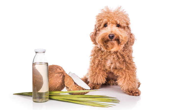 coco-e-seus-compostos-funcionais-suporte-nutricional-e-imunologico-para-caes