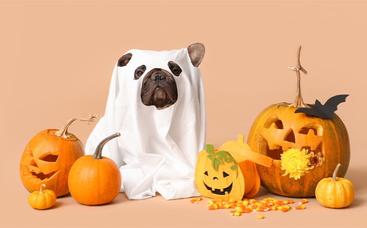 Como aproveitar as comemorações de Halloween com pets em segurança
