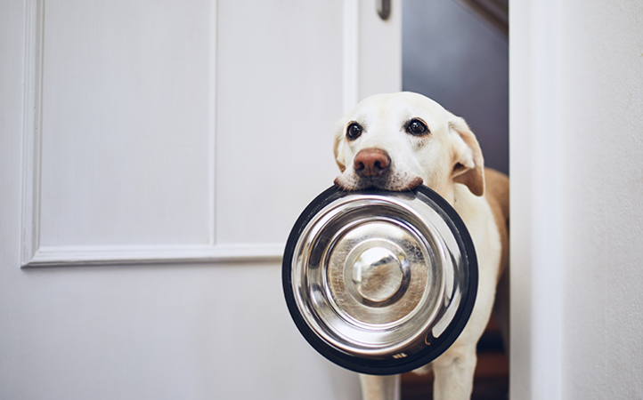 Cuidado renal dos pets através da alimentação