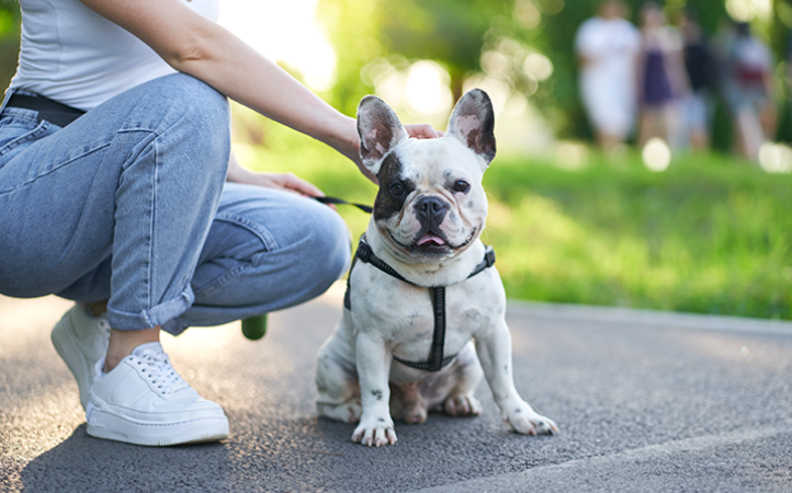 cuidados-com-os-pets-em-eventos-publicos