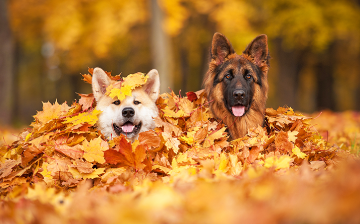 cuidados-com-os-pets-no-outono-