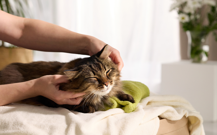 dia-do-gato-celebre-a-data-cuidando-da-saude-e-bem-estar-do-seu-felino