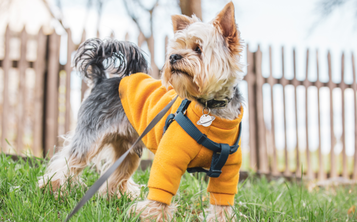 dicas-para-passear-com-seu-pet-em-dias-mais-frios