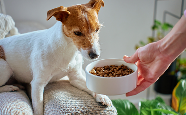 Digestibilidade dos alimentos: Entenda a importância para a nutrição do seu pet