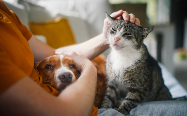 direitos-dos-animais-um-lembrete-de-respeito-e-responsabilidade