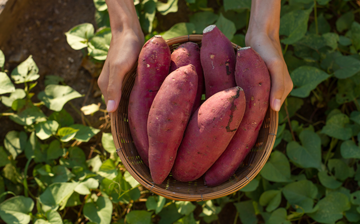 do-prato-do-tutor-para-o-potinho-do-pet-conheca-os-beneficios-da-batata-doce-na-nutricao-animal