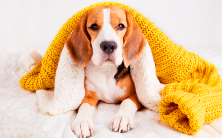entenda-como-a-nutricao-adequada-fortalece-pets-idosos-durante-o-inverno