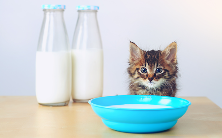 filhotes-podem-tomar-leite-de-vaca-