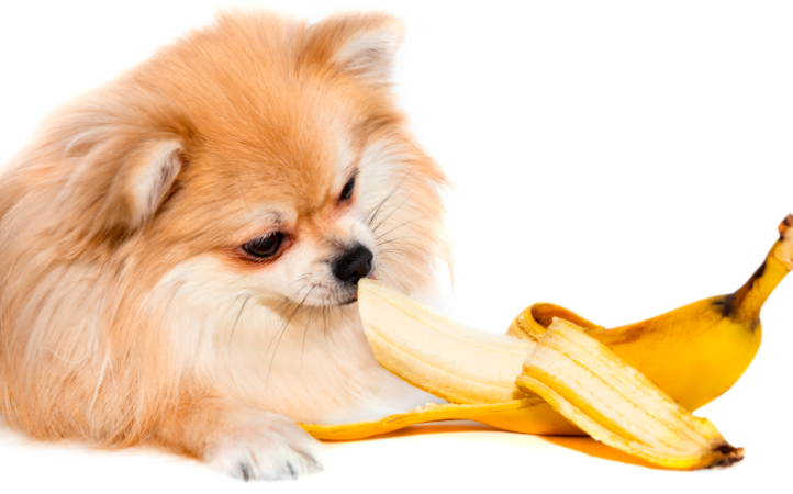 Frutas e cereais na alimentação dos cães