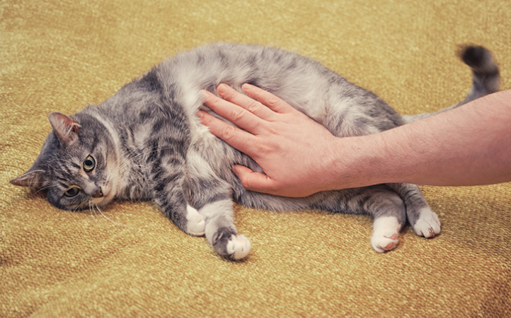 gravidez-psicologica-em-pets-como-identificar-e-tratar