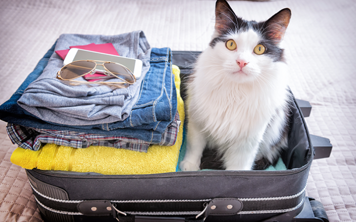 guia-de-viagens-com-pets-o-que-e-preciso-saber-