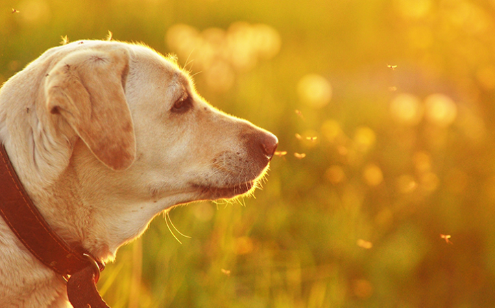 leishmaniose-canina-aprenda-a-identificar-e-prevenir-