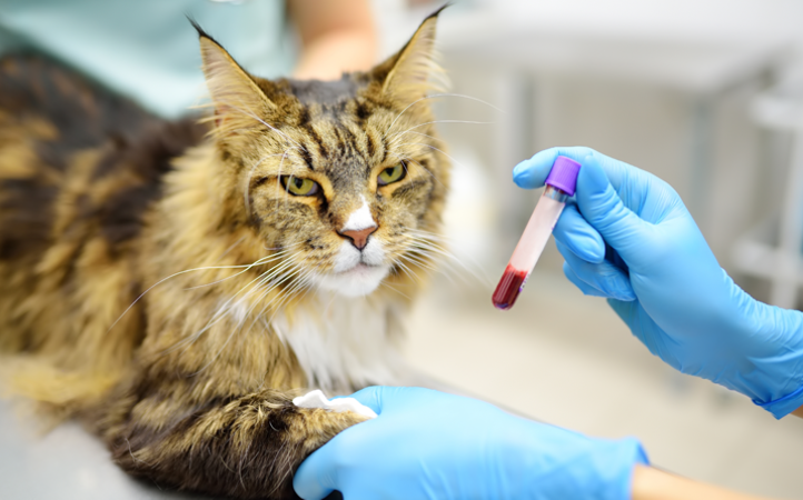 levar-seu-pet-para-doar-sangue-pode-salvar-vidas