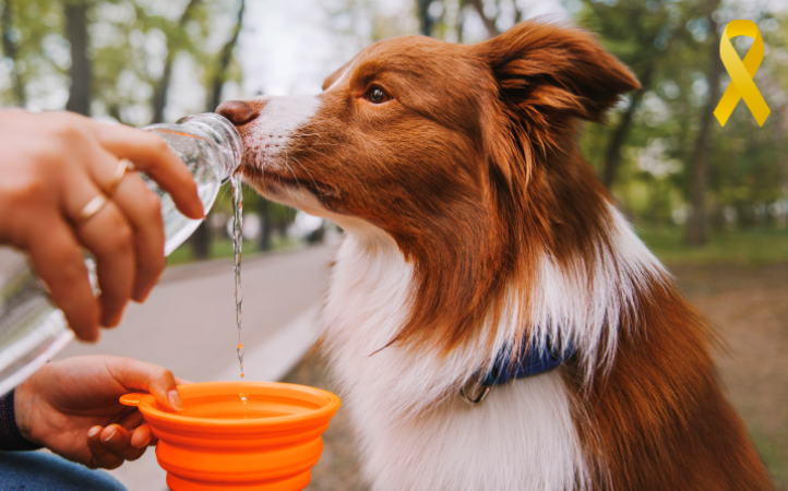 Maio amarelo: prevenção das doenças renais em cães e gatos