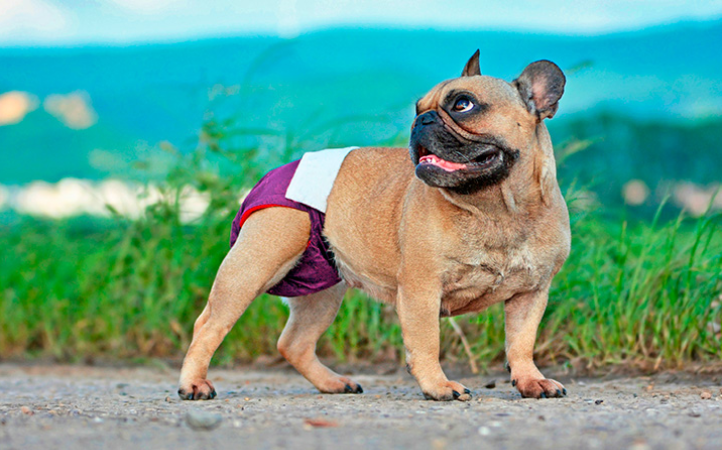 meu-pet-entrou-no-cio-e-agora-