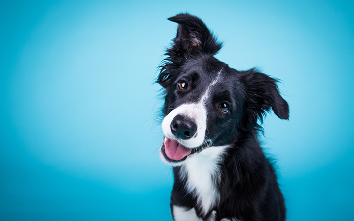 novembro-azul-os-pets-tambem-devem-ser-lembrados-