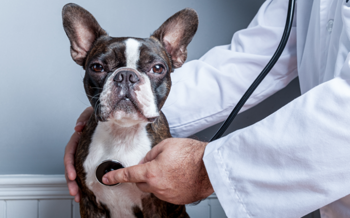 nutricao-de-pets-cardiopatas