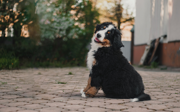 nutricao-para-caes-filhotes-de-racas-grandes-e-gigantes