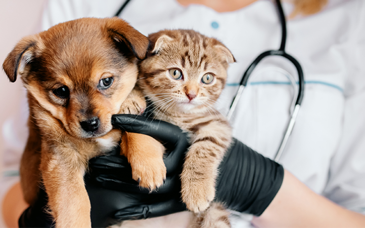 o-que-perguntar-ao-veterinario-na-1-consulta-do-seu-pet-
