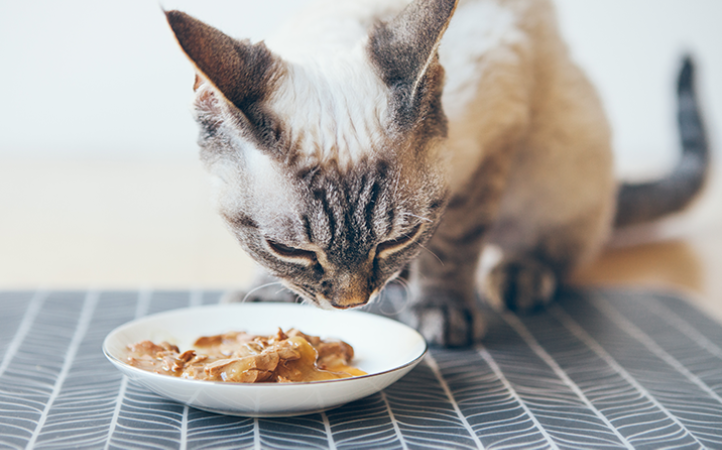 palatabilidade-o-que-influencia-essa-caracteristica-nos-alimentos-para-gatos-