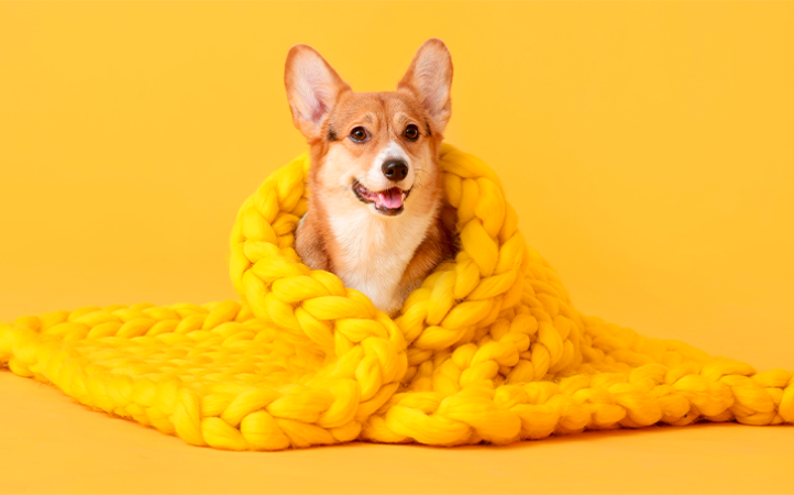 pets-fazem-menos-atividade-fisica-no-frio-como-compensar-