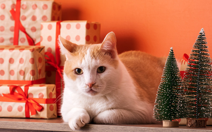 principais-desafios-do-natal-para-os-pets