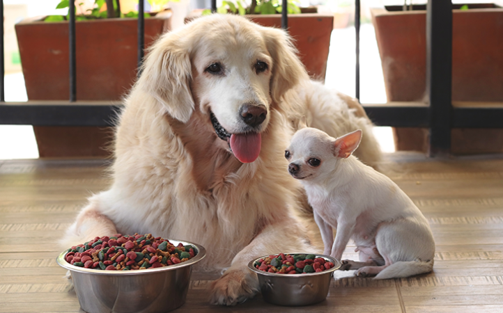 Qual a diferença entre alimentos para cães filhotes e para idosos?