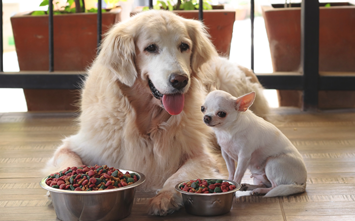 qual-a-diferenca-entre-alimentos-para-caes-filhotes-e-para-idosos-