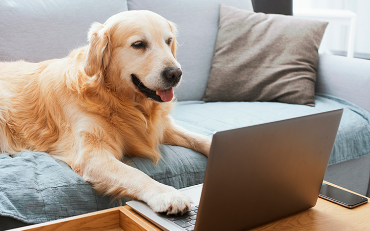 rg-pet-importancia-e-como-fazer